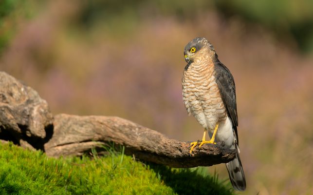 Die Maus war schneller, Herr Sperber.