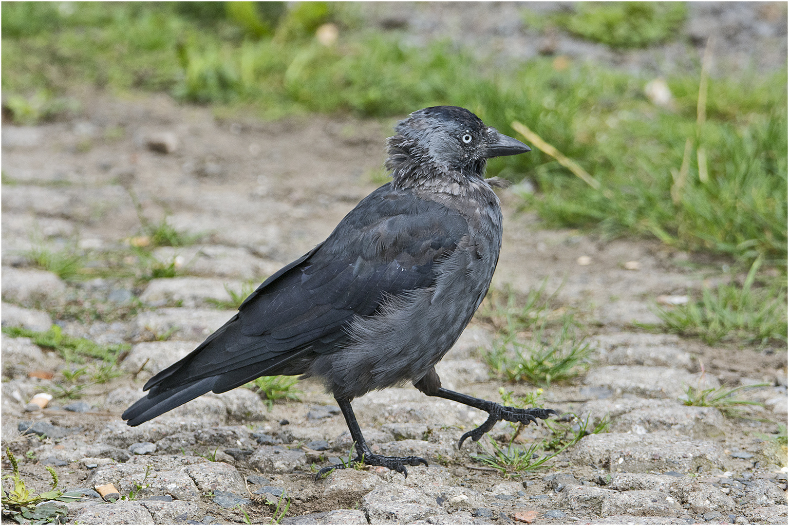 Die "Mauser" ist auch für Dohlen (Corvus monedula) . . .