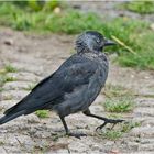 Die "Mauser" ist auch für Dohlen (Corvus monedula) . . .