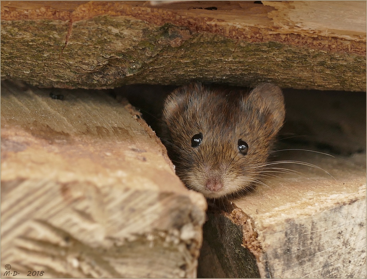 Die Mausi Foto Bild Nager Natur Tiere Bilder Auf Fotocommunity die mausi foto bild nager