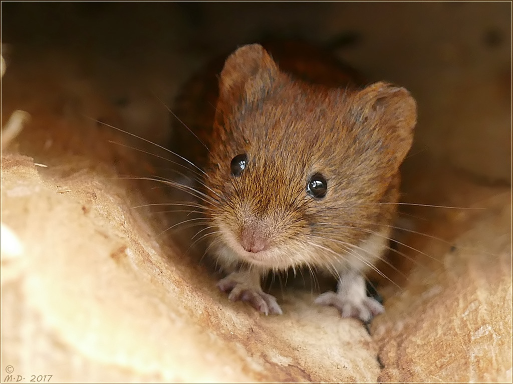 Die Mausi Foto Bild Tiere Wildlife Saugetiere Bilder Auf Fotocommunity die mausi foto bild tiere