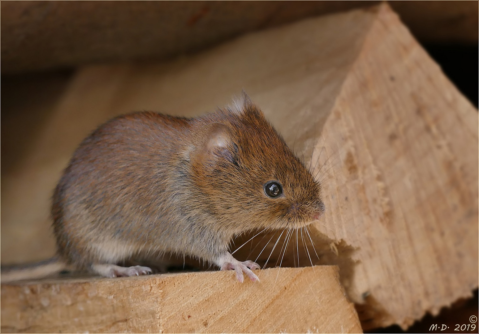 Die Mausi Foto & Bild tiere, wildlife, säugetiere Bilder auf