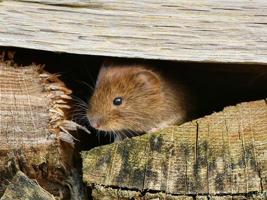 Die Mausi blickte wieder aus ihrer Behausung.
