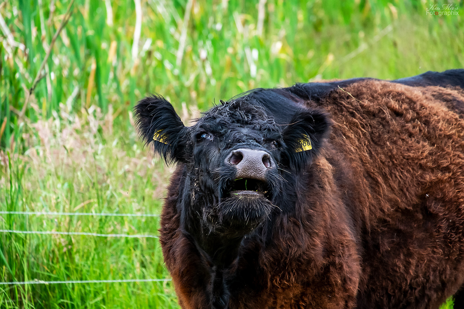 Die meckernde Kuh