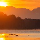 ...Die mecklenburgischen Alpen …