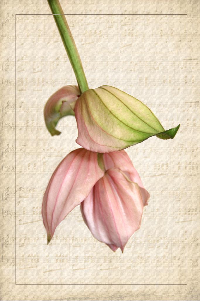 Die Medinilla