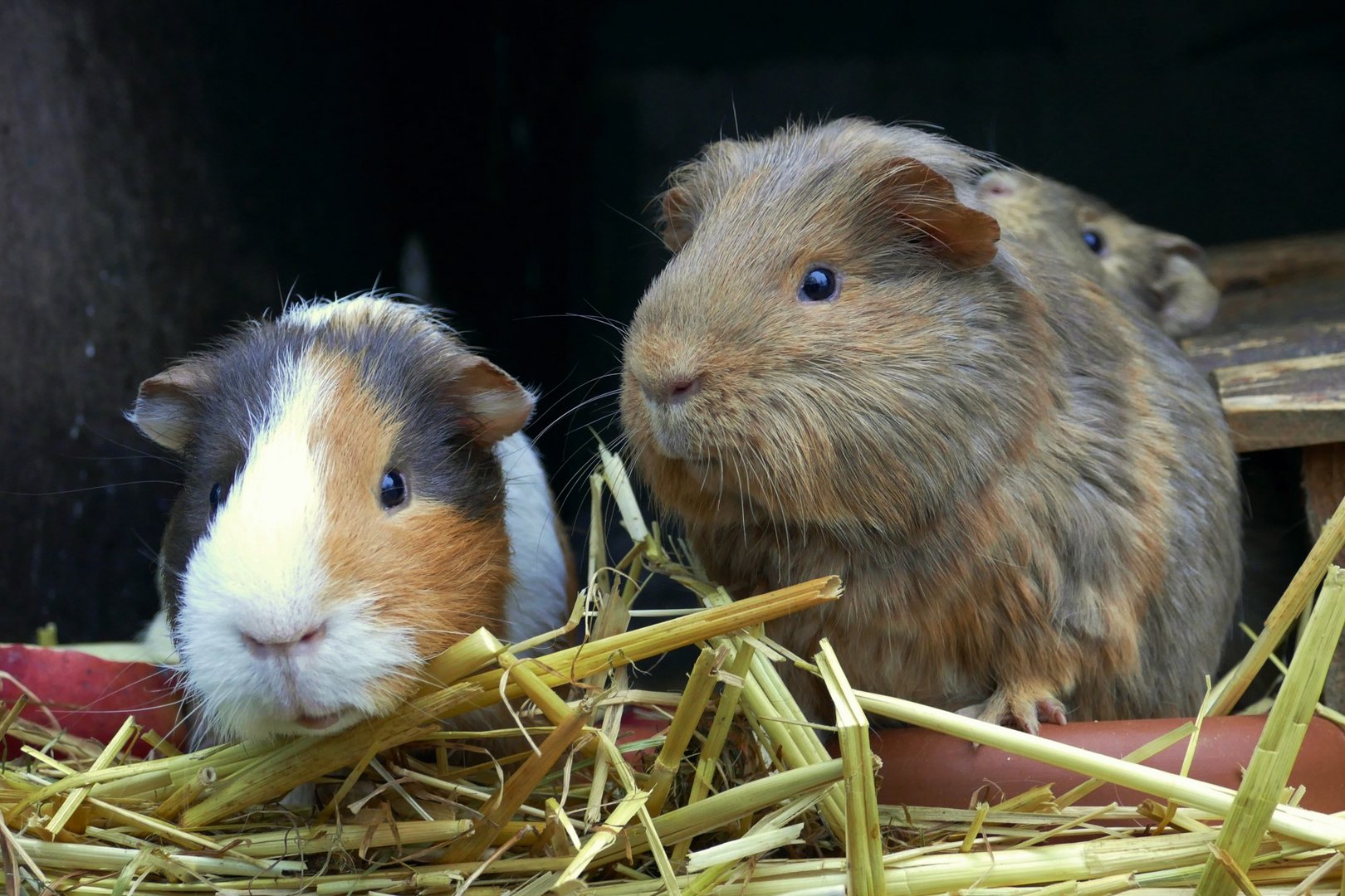 Die Meerschweinchen...