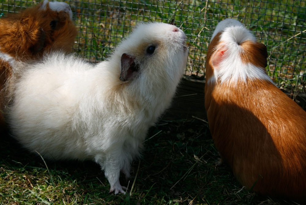 Die Meerschweinfamilie