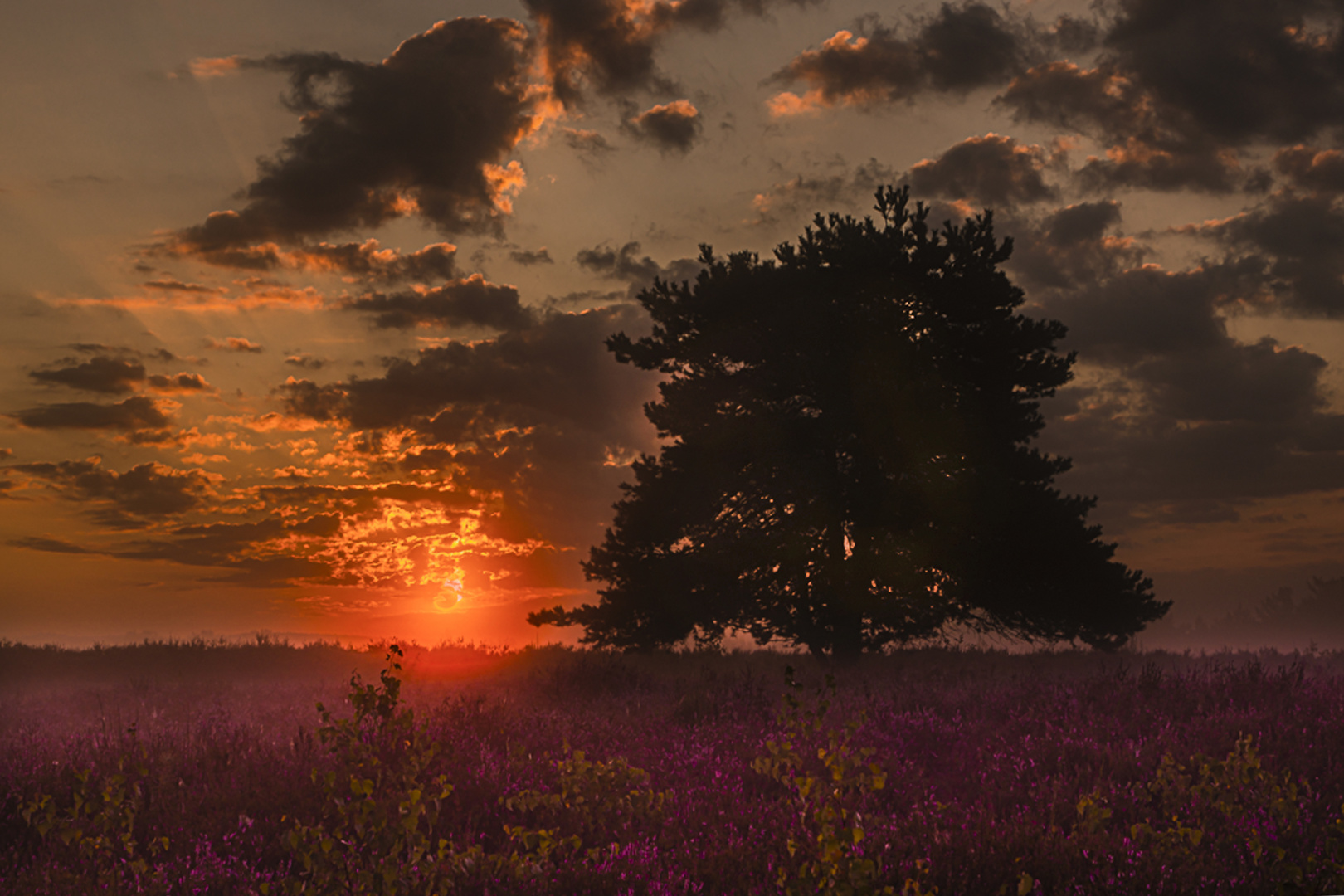 Die Mehlinger Heide beim Sonnenaufgang