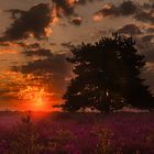 Die Mehlinger Heide beim Sonnenaufgang