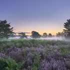 Die Mehlinger Heide erwacht