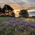 Die Mehlinger Heide im September