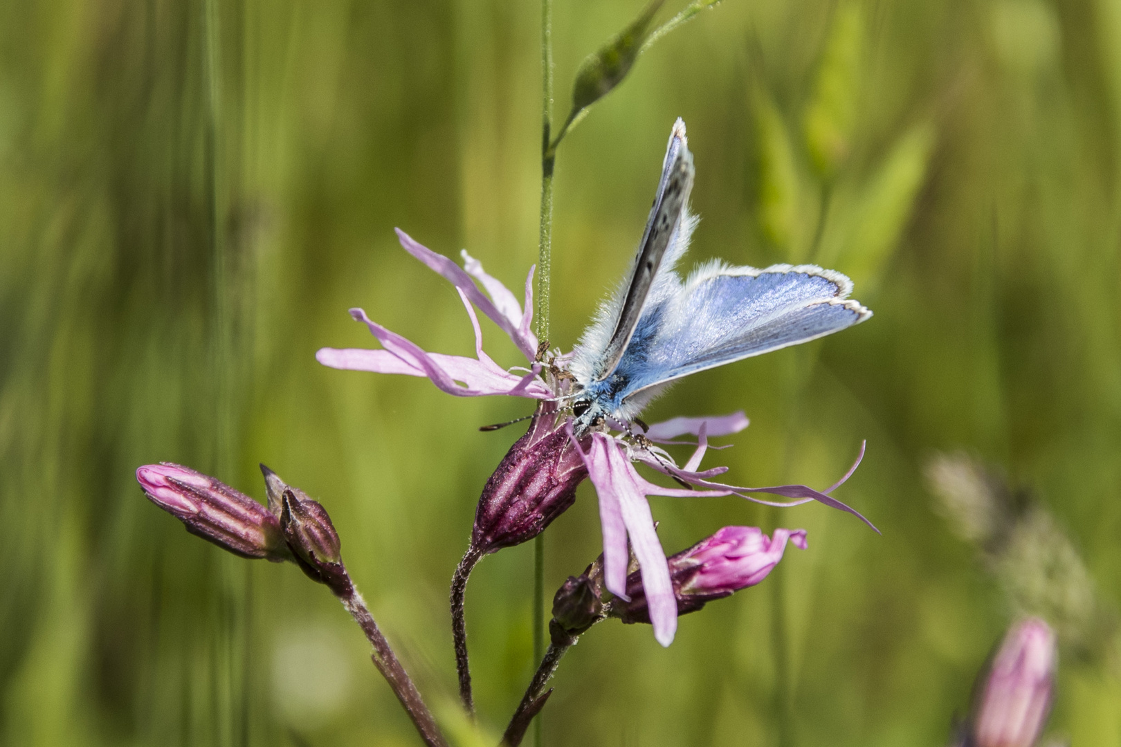 Die mehrfarbige Blüte