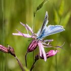 Die mehrfarbige Blüte