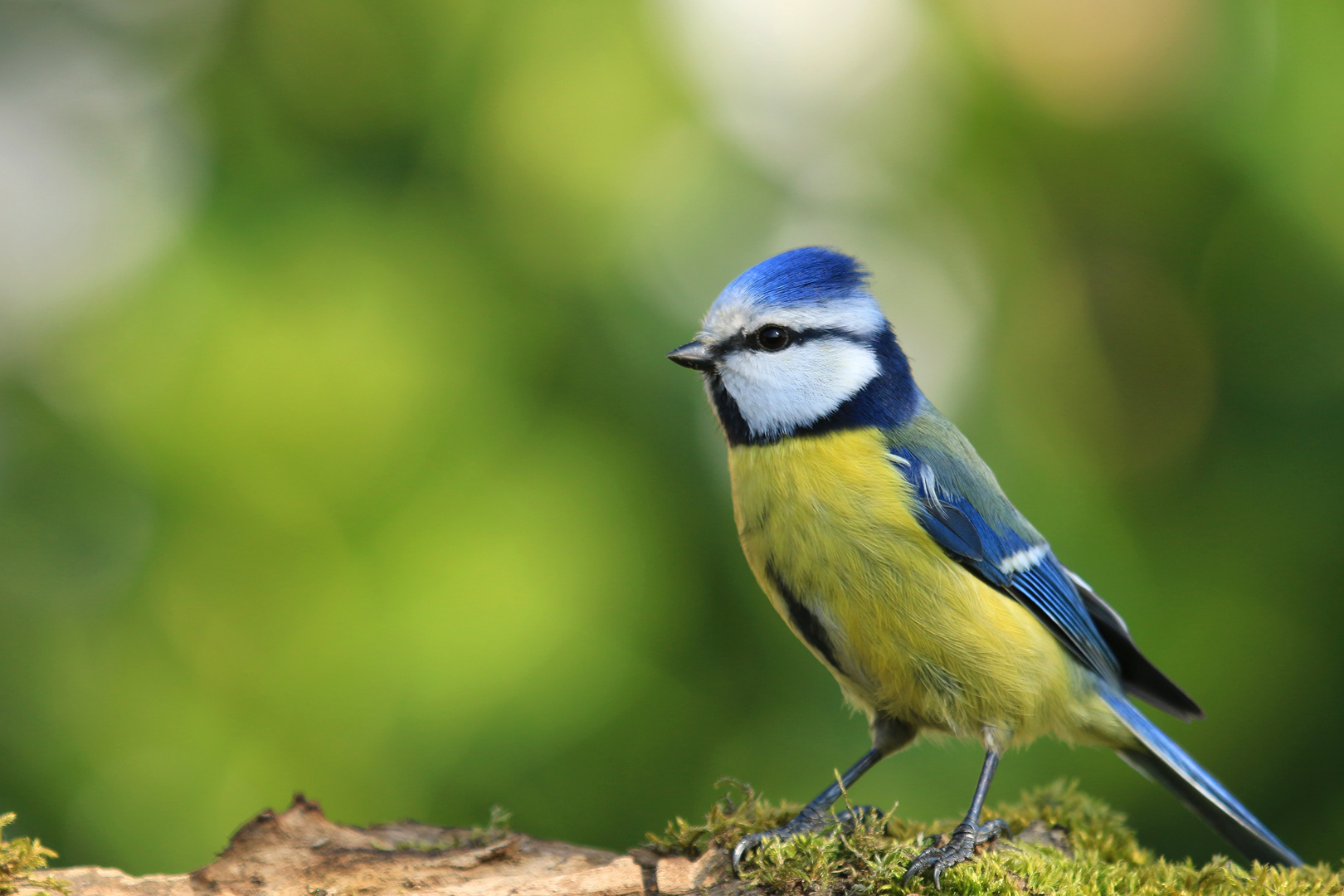 Die Meise Foto & Bild tiere, wildlife, wild lebende vögel Bilder auf