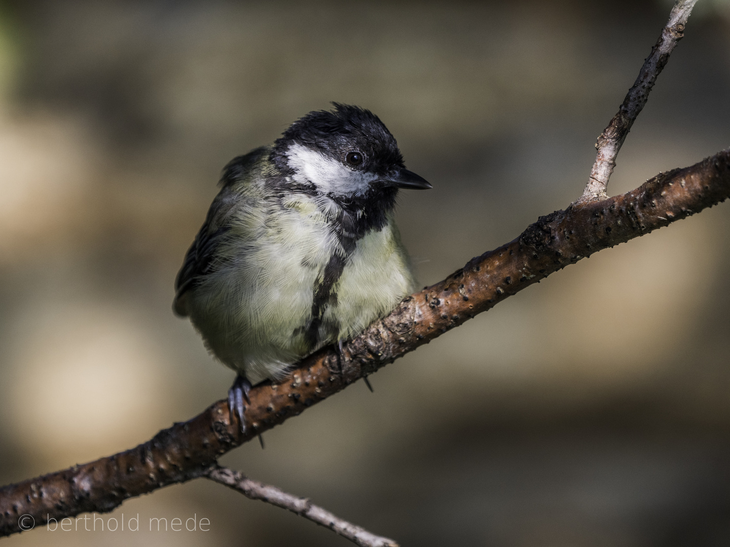 die Meise Foto & Bild tiere, wildlife, wild lebende vögel Bilder auf