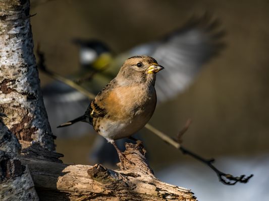 "DIE MEISE IST SCHULD"