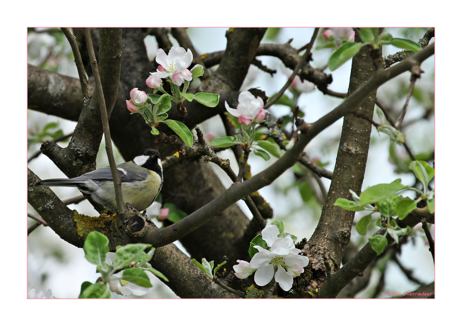 Die Meise muss auf den Apfel noch eine Weile warten ;-)