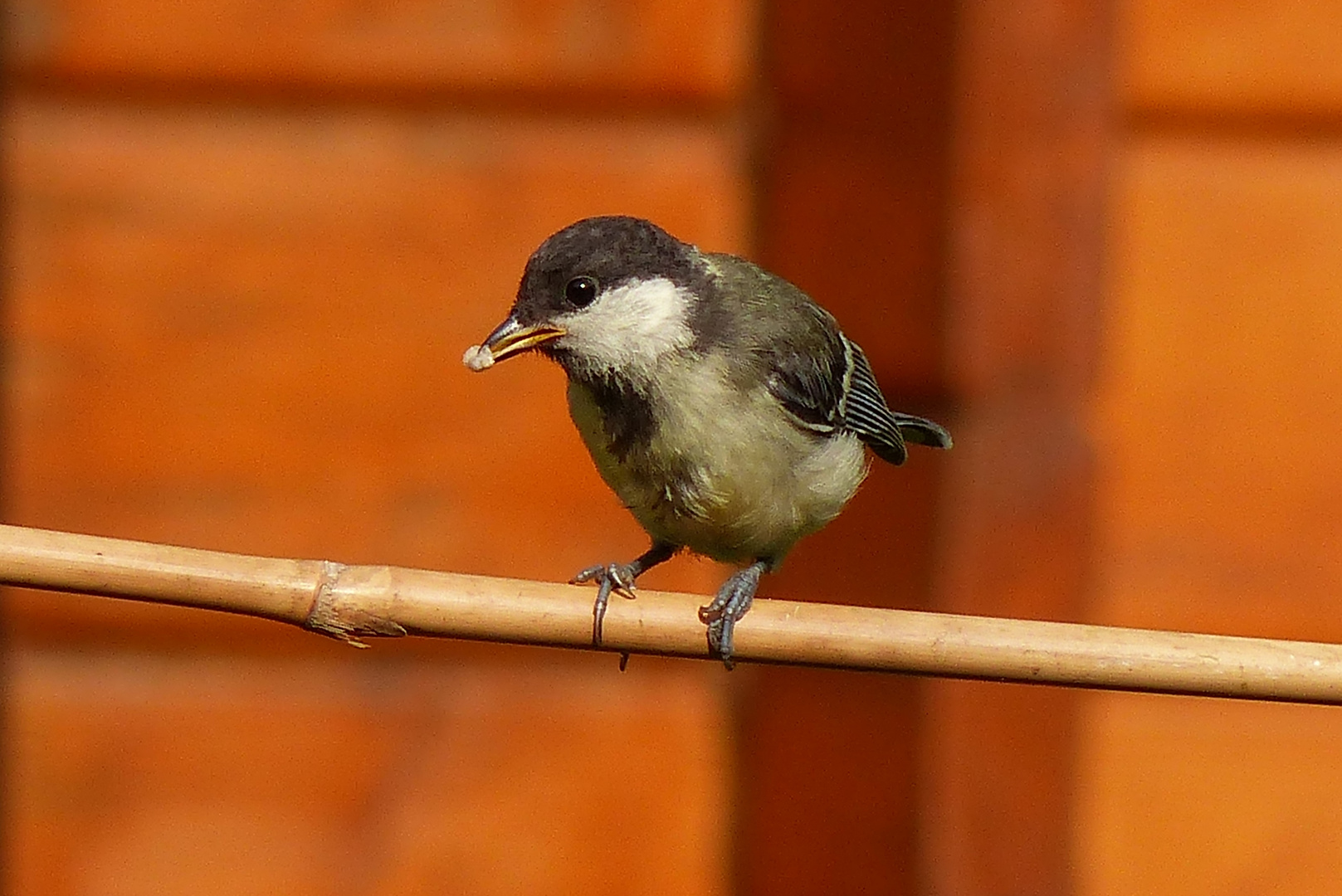 Die Meisen in meinem Garten