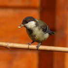 Die Meisen in meinem Garten