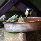 Die Meisen lieben diese Futterstelle mit Haferflocken