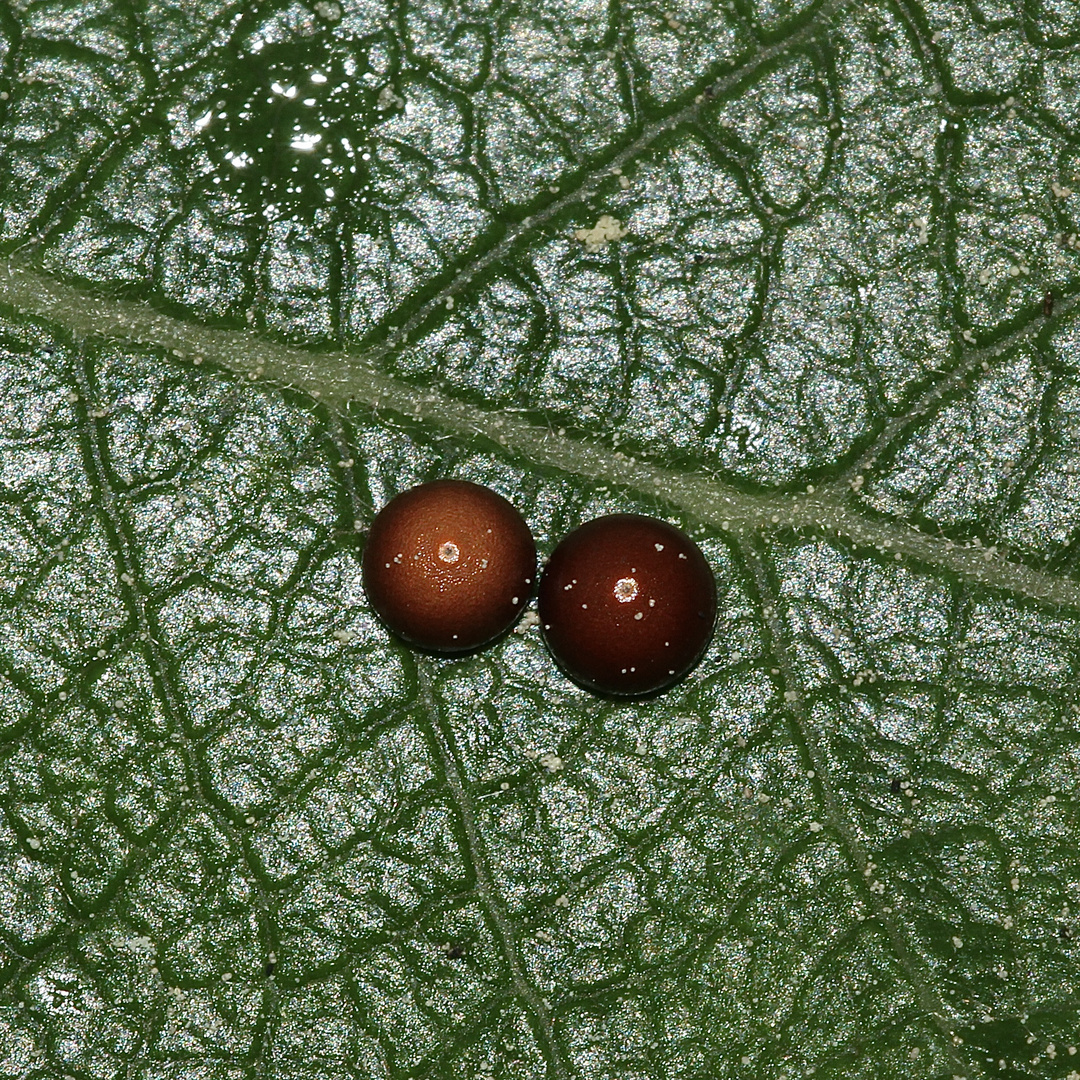 Die meist paarweise abgelegten Eier des Großen Gabelschwanzes (Cerura vinula)