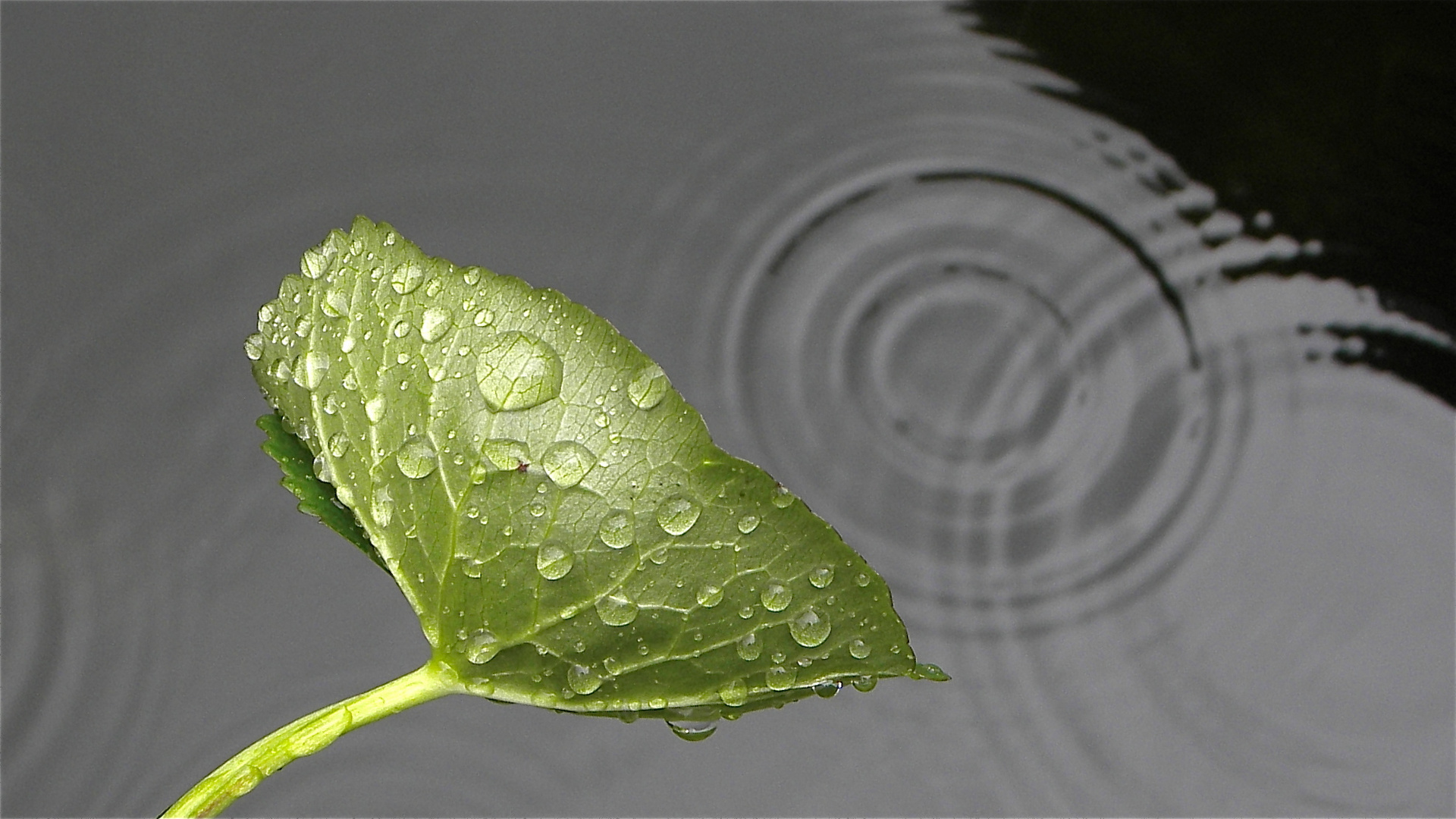 Die meisten Regentropfen fallen am Blatt vorbei ins Wasser. dabei durchdringen sich . . .