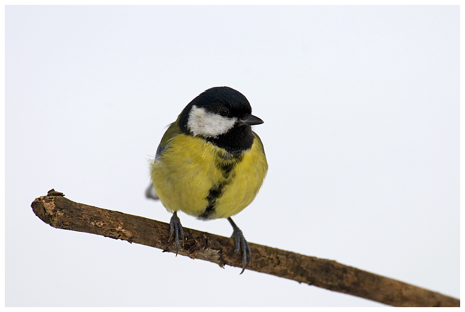 Die meisten Tierfotografen haben 'ne Meise