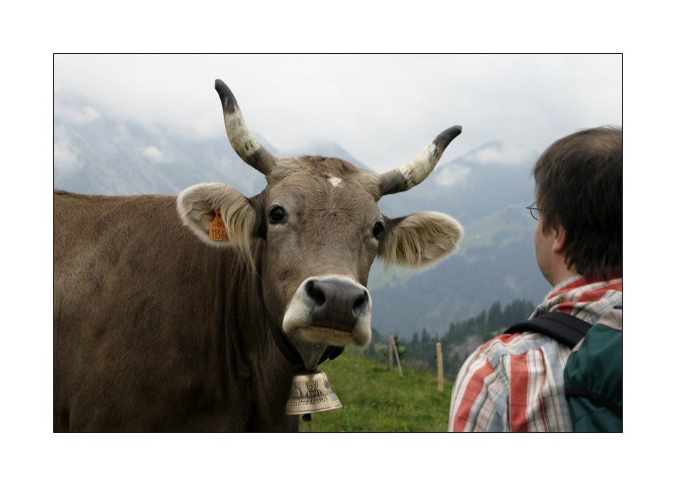 die meistfotografierte kuh