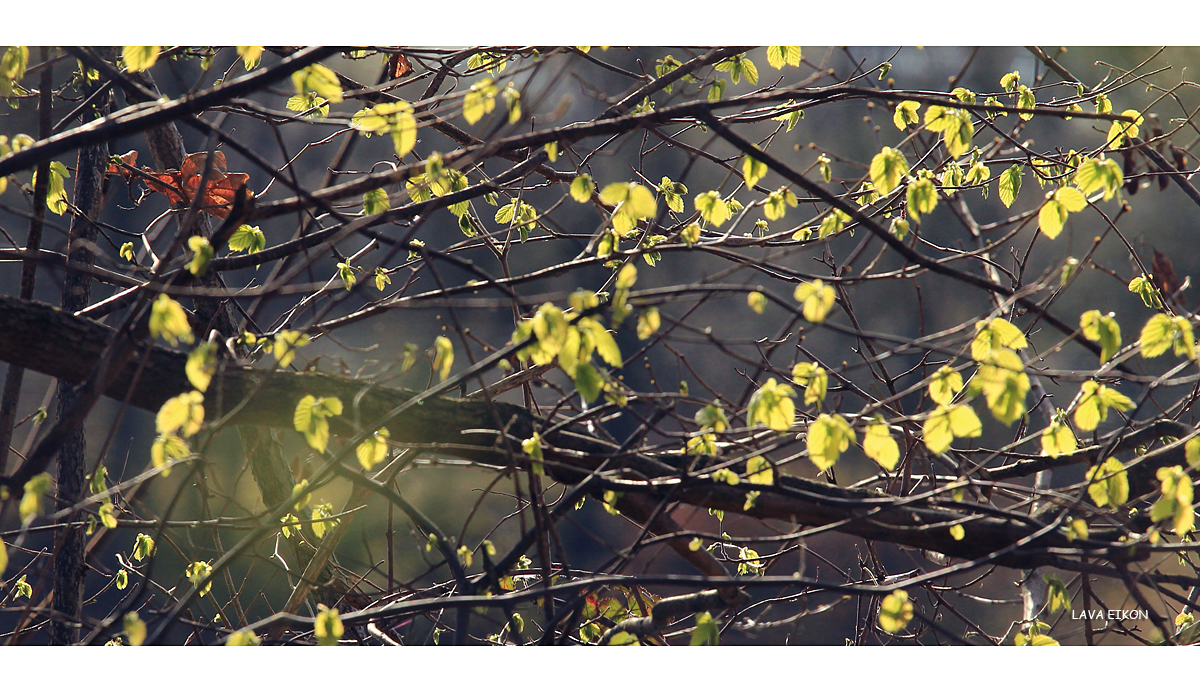 Die Melancholie des Herbstes...