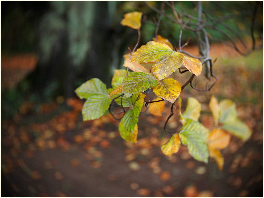 Die Melancholie des Herbstes