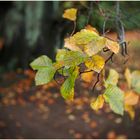 Die Melancholie des Herbstes