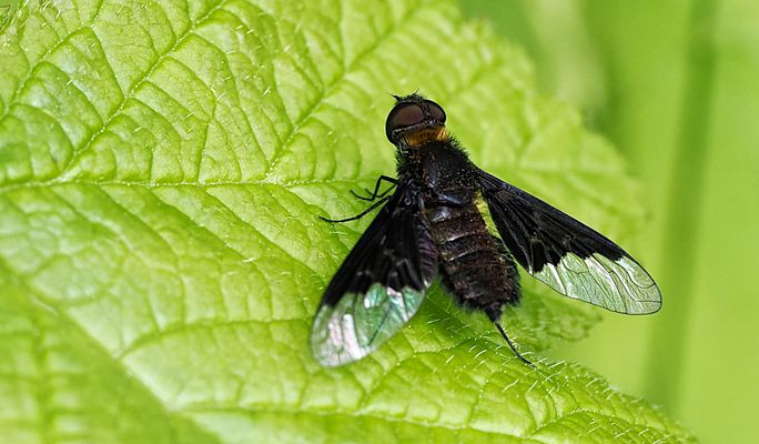 DIE MELANCHOLISCHEN AKROBATEN