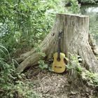 Die Melodie des Waldes