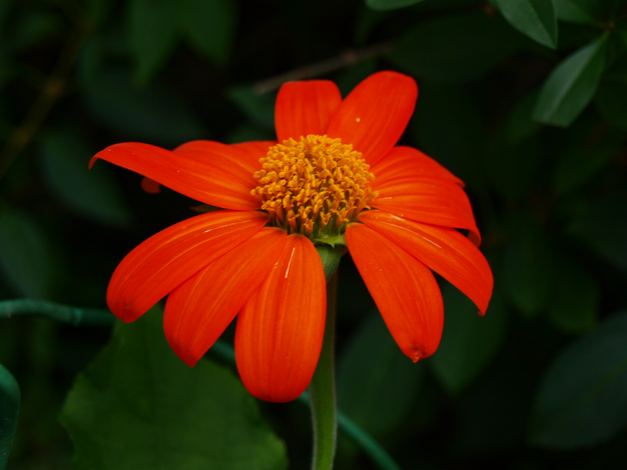 Die Mexikanische Sonnenblume