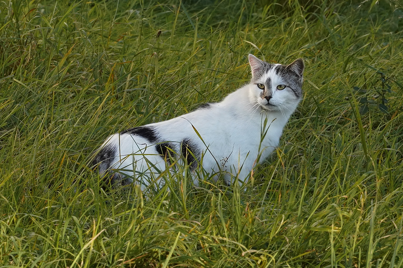 Die Mieze auf der Wiese