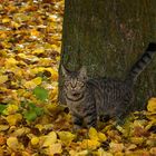 Die Mieze im Herbstlaub