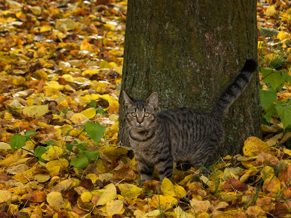 Die Mieze im Herbstlaub