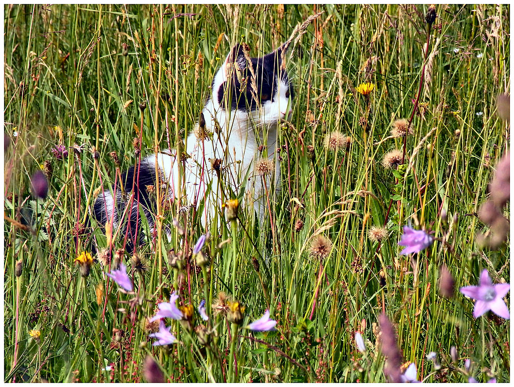 Die Mieze in der Wiese