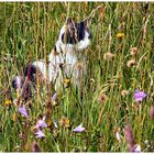 Die Mieze in der Wiese