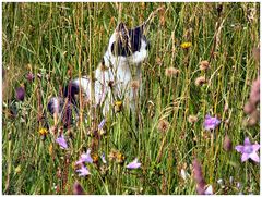 Die Mieze in der Wiese