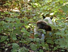 Die Miezekatze pirscht durchs Unterholz