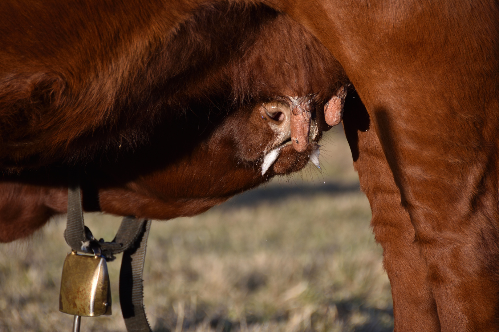 Die Milch machts 