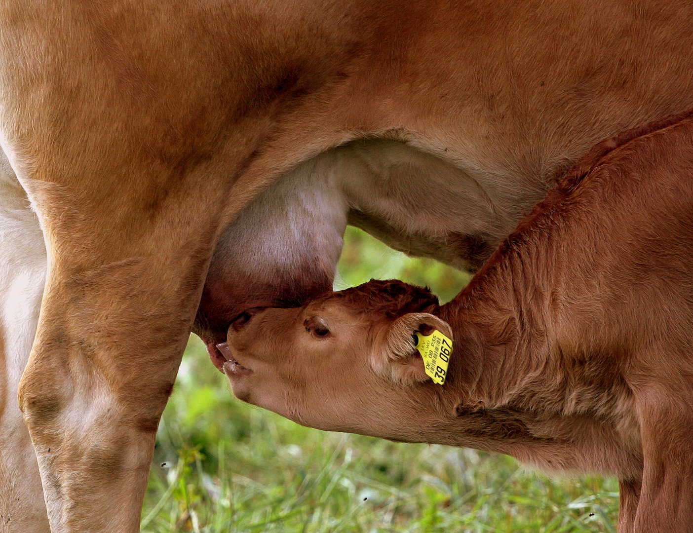 Die Milch schmeckt so richtig gut ...