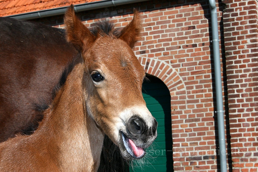 Die Milch war lecker