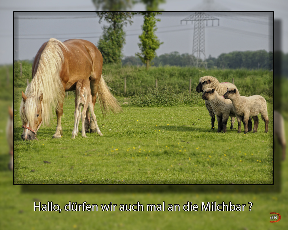 Die Milchbar hat geöffnet