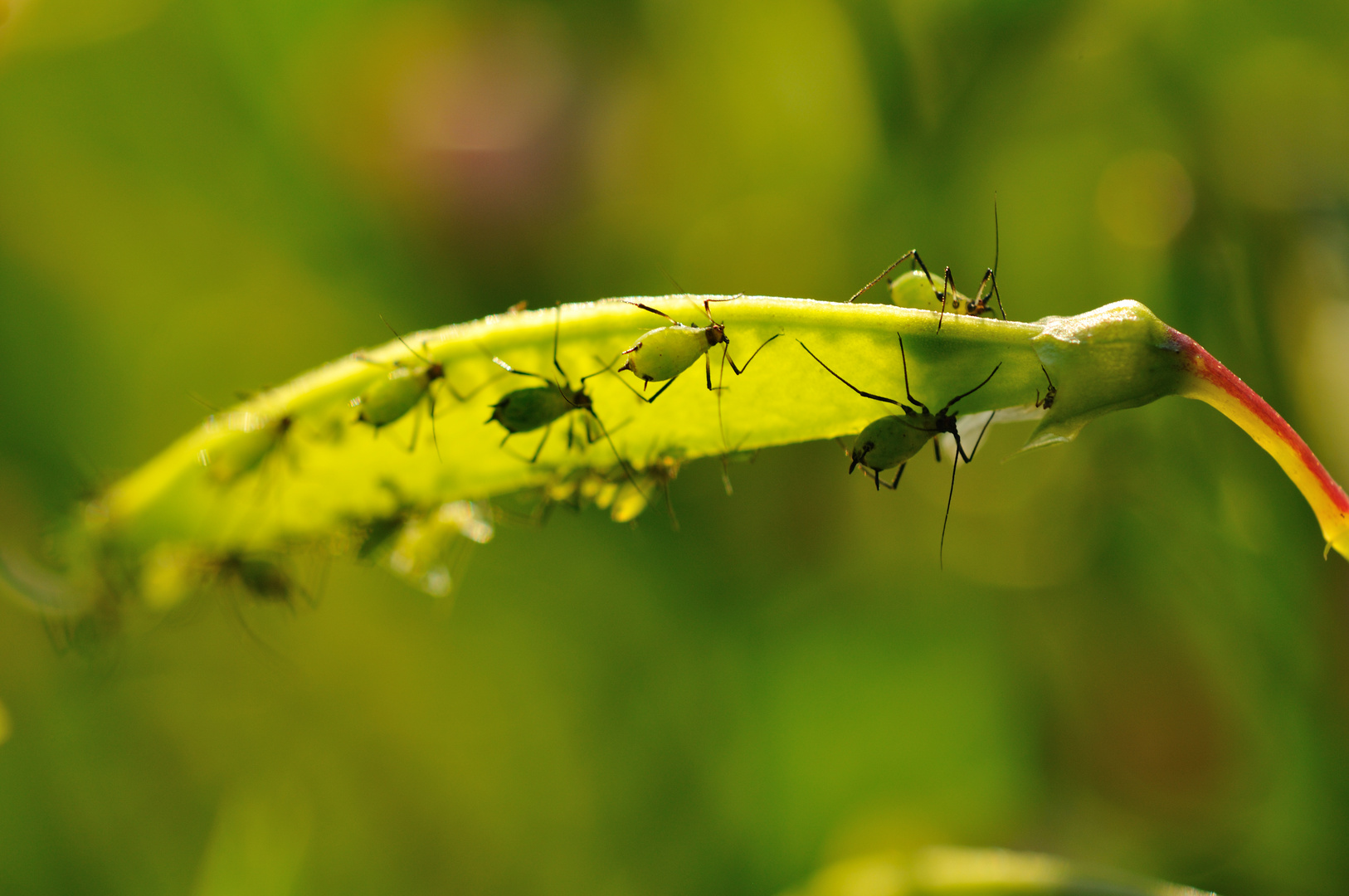 Die Milchkühe der Insektenwelt