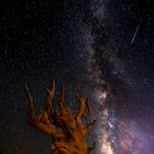 Die Milchstraße über den Bristlecone Pines