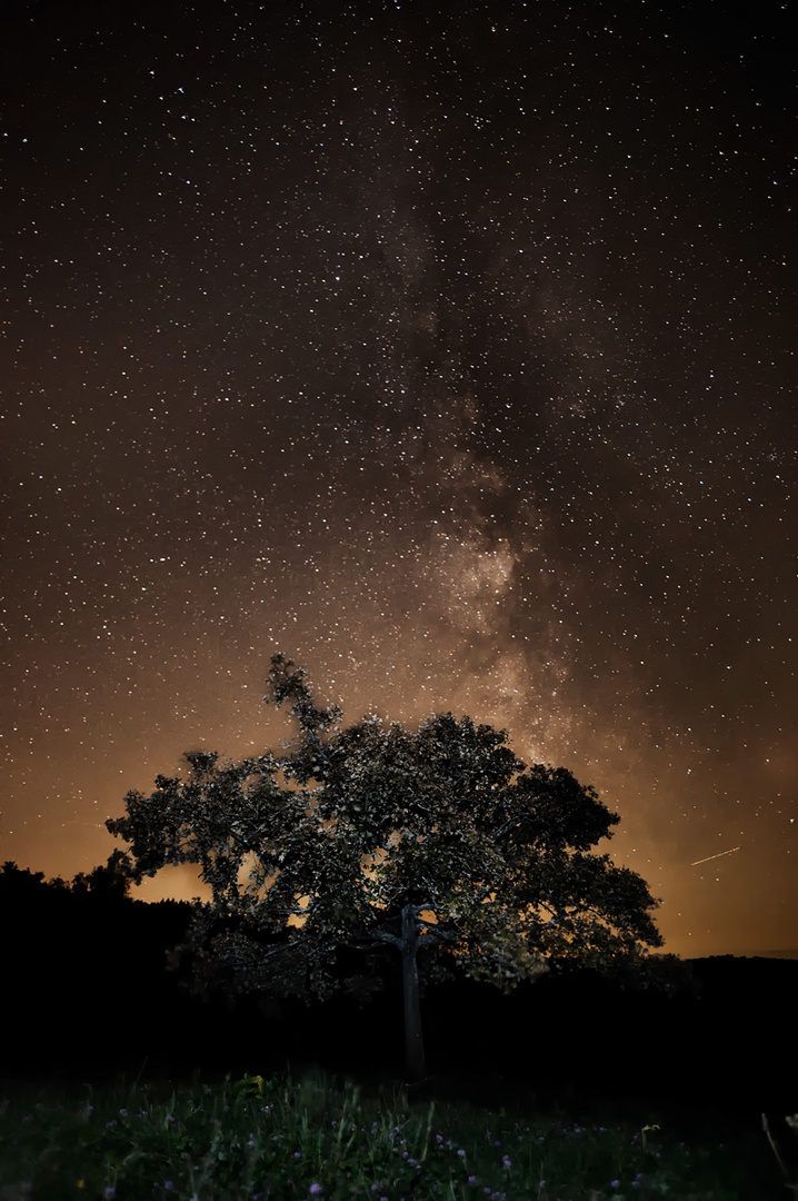 Die Milchstraße und der Baum