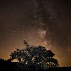 Die Milchstraße und der Baum